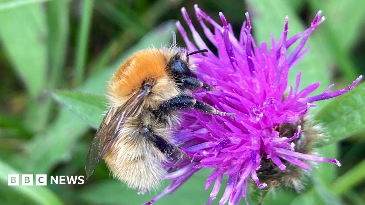 A Moss Carder bumblebee is perched on a purple flower. The insect is covered in small hairs and has black legs and a black face. Its small wings are visible on its back.