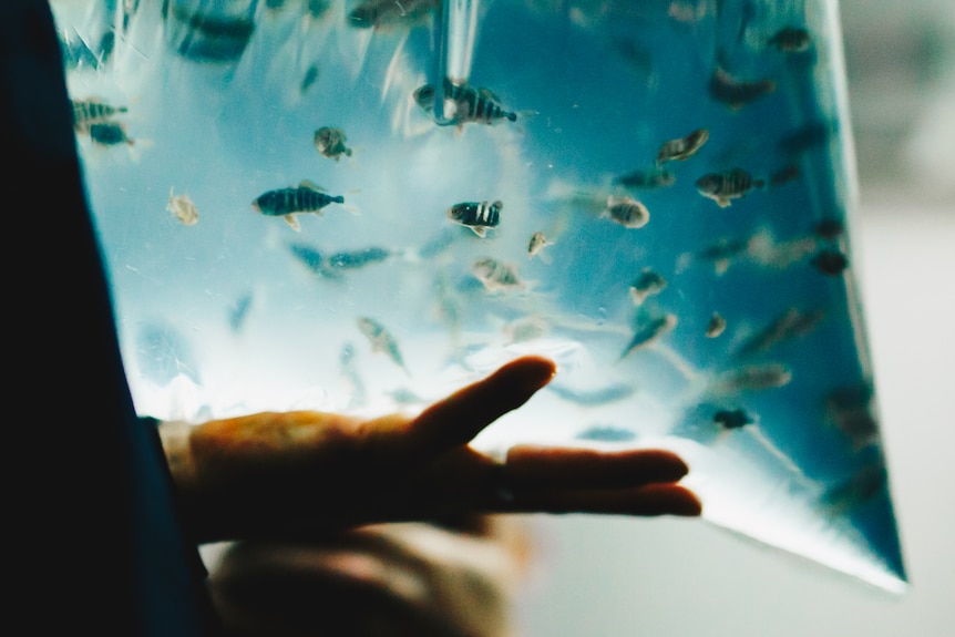 Close-up of person holding bag of juvenile fish.