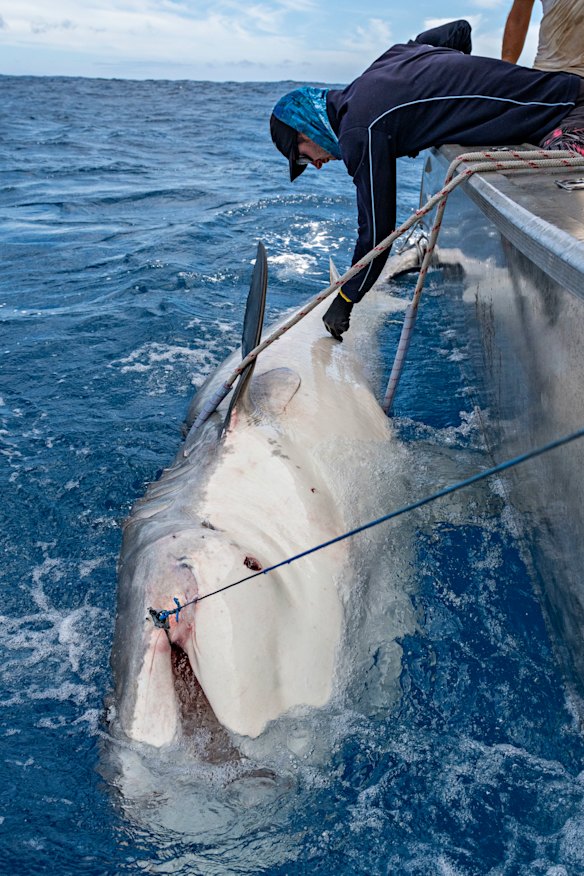 The median size of sharks that Huveneers’ team tagged in Norfolk Island was 4 metres.