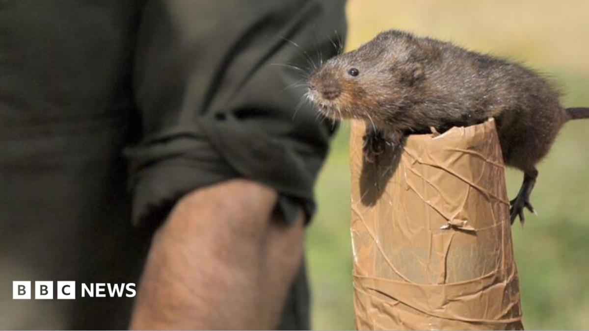 A water vole is stood upon an object covered in brown duct tape. A man can be seen in the background wearing a black shirt .