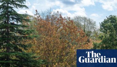 High winds during El Niño could be deadly for England’s stressed trees, say experts | Trees and forests