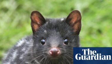 Outfoxed: How well do you know your native animals? Australians’ questionable quoll knowledge exposed | Wildlife