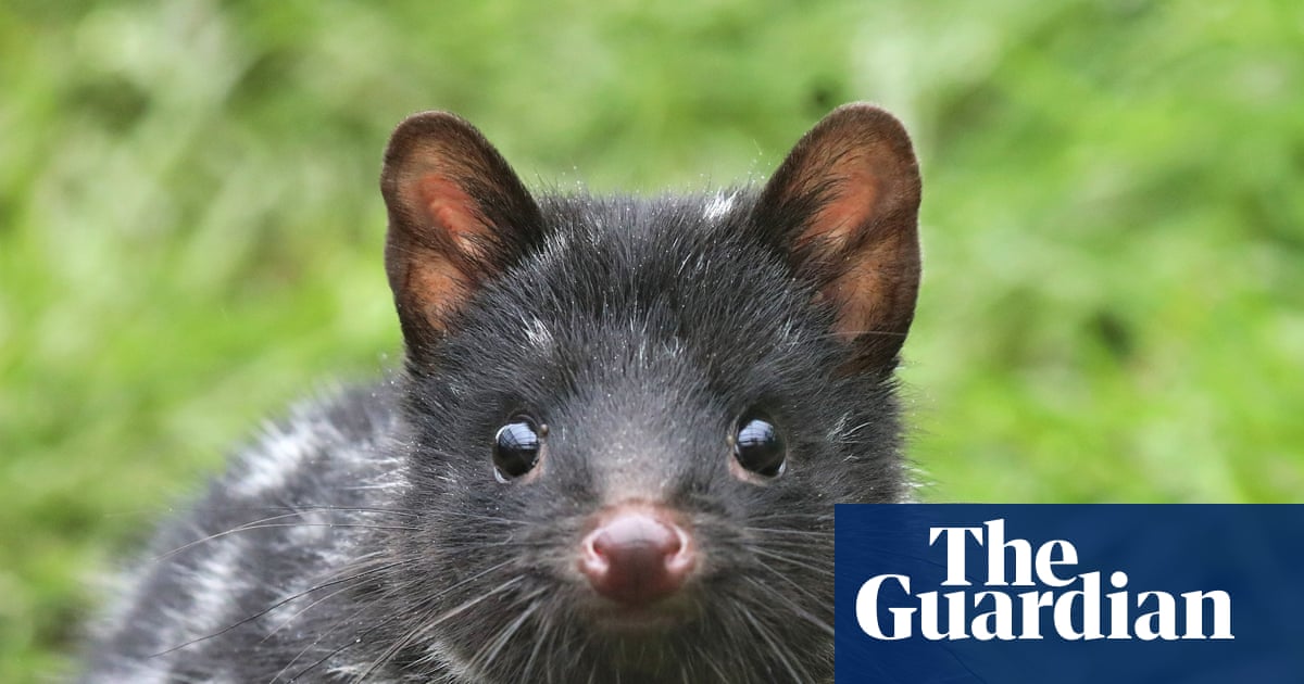 Outfoxed: How well do you know your native animals? Australians’ questionable quoll knowledge exposed | Wildlife