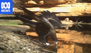 Watarrka waterhole live stream a window into secret life of NT desert