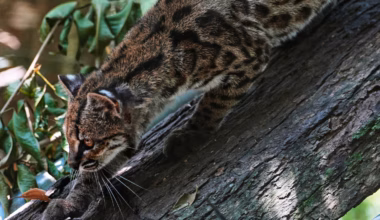 Tiny wild cat newly identified as a species draws curious visitors in Bolivia - The Washington Post