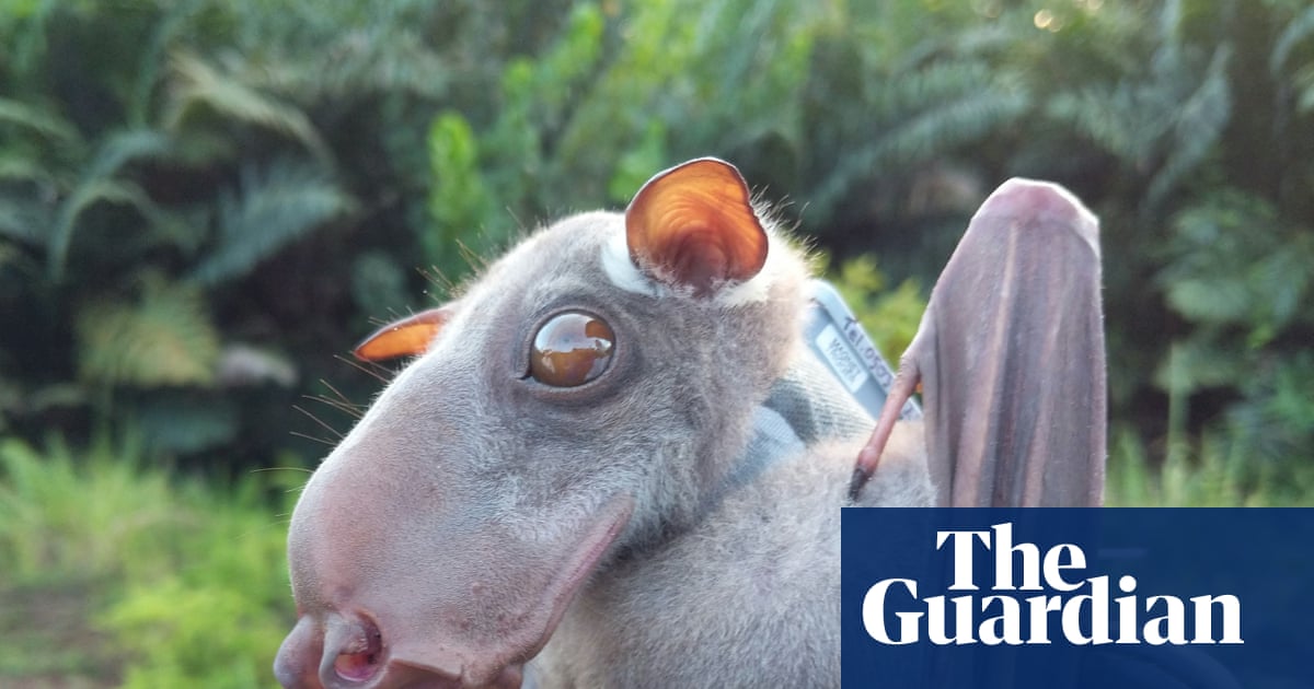 Bats originated in Europe, rewriting mammals’ family tree, study reveals | Mammals