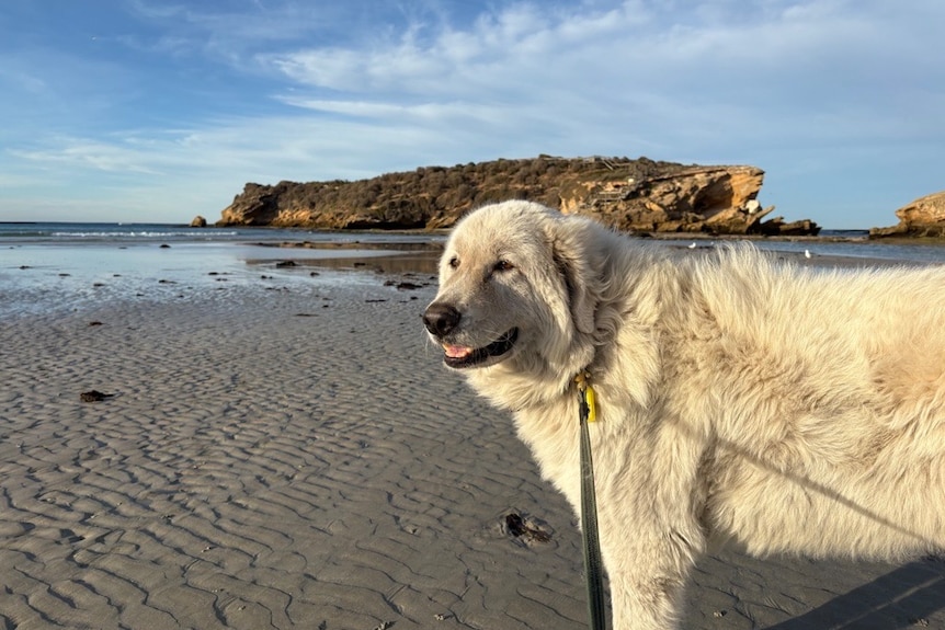 A maremma dog is standing on the beach in front of a narrow channel of water, and a rocky island in the distance.