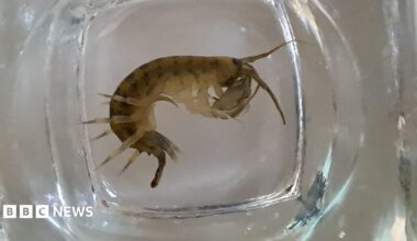 An invasive demon shrimp, which is a dark brown colour with black stripes on its back, is being held in a glass.