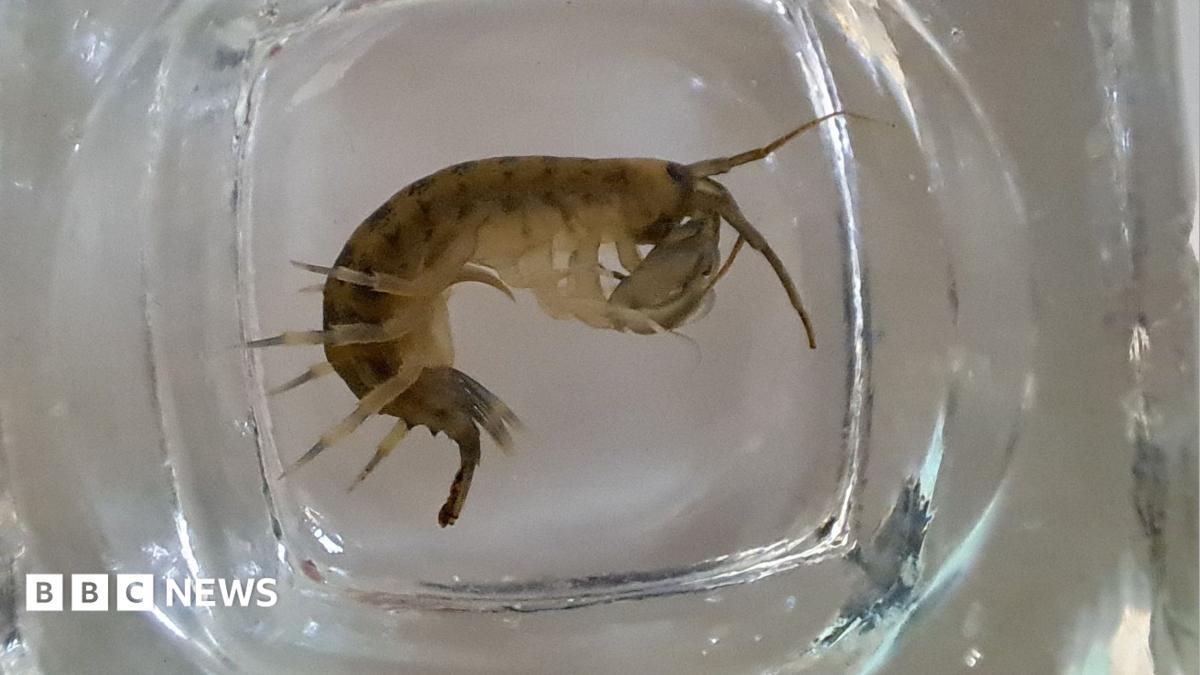 An invasive demon shrimp, which is a dark brown colour with black stripes on its back, is being held in a glass.