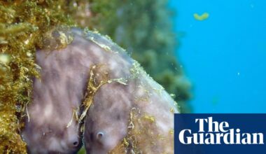Could this humble sea sponge clean up the world’s ports? | Marine life