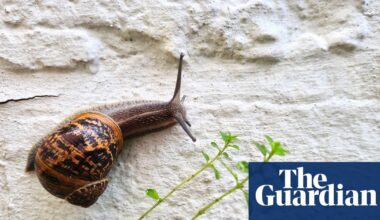 Country diary: The snails are back to reclaim my garden – and leave behind a little artwork | Invertebrates