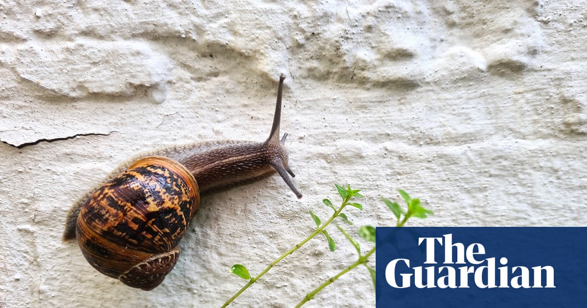 Country diary: The snails are back to reclaim my garden – and leave behind a little artwork | Invertebrates