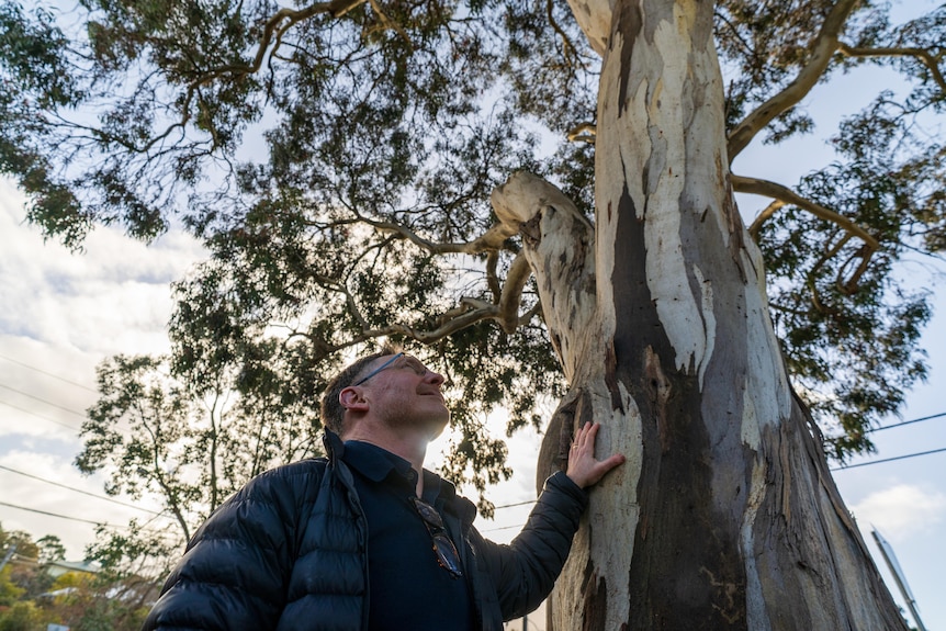 A man in a puffer jacket looks up at a towering gum tree, cloudy blue skies beyond it