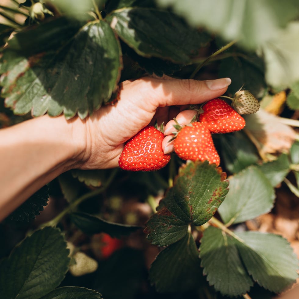 Female hand picking strawberries. hand picking ripe strawberries among green leaves.