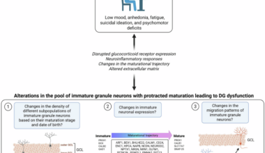 Reconciling the neurogenic hypothesis of depression with recent advances in adult hippocampal neurogenesis research in humans