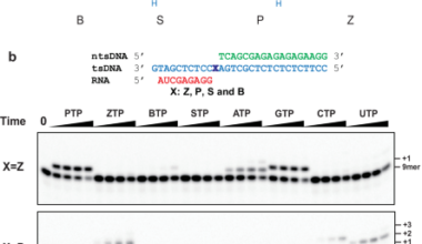 Structural basis of transcription of the hachimoji eight-letter alphabet by E. coli RNA polymerase