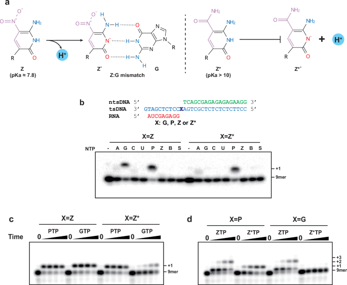 Fig. 2: Z* suppresses Z:G mismatch incorporation by E. coli RNA polymerase.