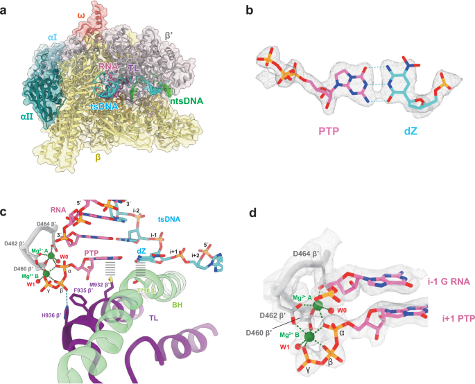 Fig. 3: Cryo-EM structure of the E. coli RNA polymerase elongation complex containing dZ:PTP.