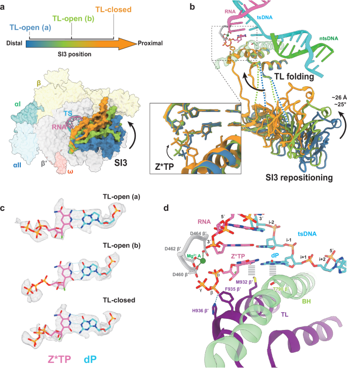 Fig. 4: Cryo-EM structure of the E. coli RNA polymerase elongation complex containing dP:Z*TP.