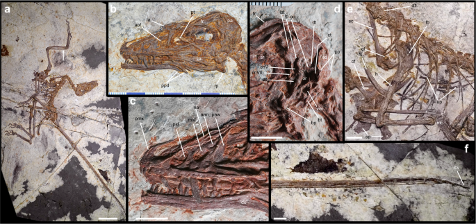Fig. 1: Norellraptor barsboldi 130108-MHGU-F4281.