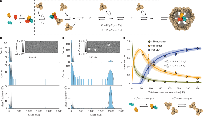 Molecular-level observation of the self-assembly of a virus-like particle