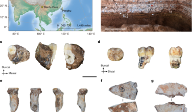Ancient proteins identify various Denisovan remains from Southwest China