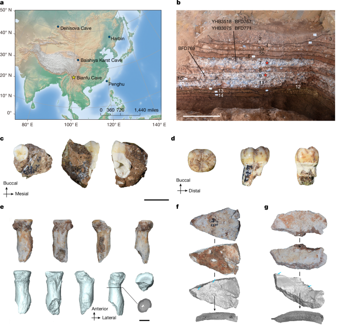 Ancient proteins identify various Denisovan remains from Southwest China