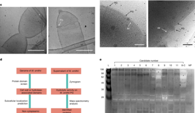 A methanogen hydrolase reveals the structure of archaeal peptidoglycan