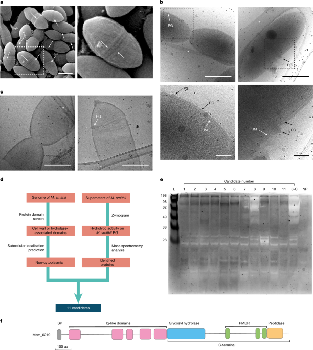 A methanogen hydrolase reveals the structure of archaeal peptidoglycan