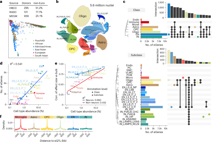 Single-nucleus atlas of cell-type specific genetic regulation in the human brain