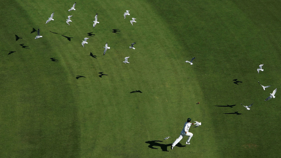 The WACA's seagulls made sure Pakistan's game never got off the ground The WACA's seagulls made sure Pakistan's game never got off the ground