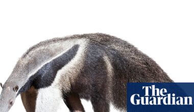 Thursday news quiz: Stolen jewels, breakdancing fools and a car that’s breaking the rules | Life and style