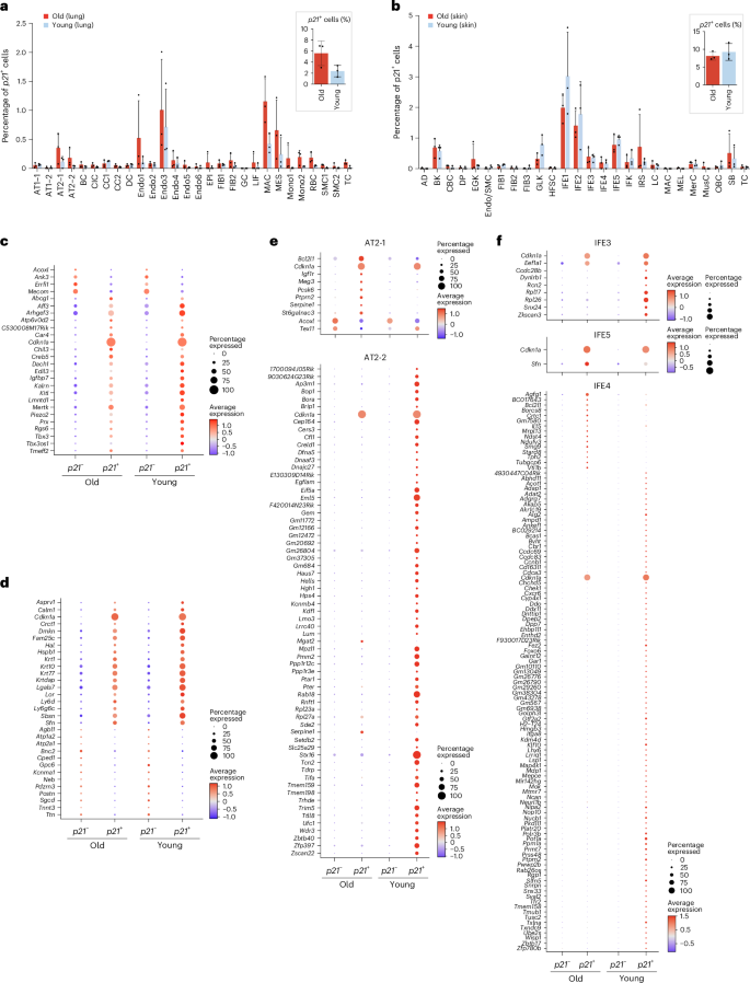 Fig. 2: Cell-type-specific senescence programs revealed by differential expression profiling in aging lung and skin.