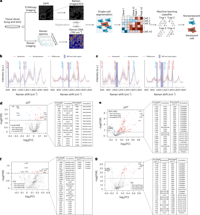 Fig. 4: Raman spectral profiling of senescent cells across tissues at single-cell resolution.