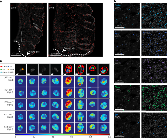 Fig. 6: Validation of molecular and biochemical signatures in a mouse skin wound-healing model.