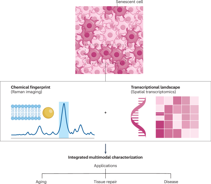 The chemical fingerprint of cellular senescence - Nature
