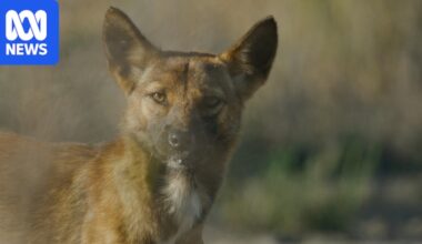 Big Desert dingoes to be reviewed for critically endangered status