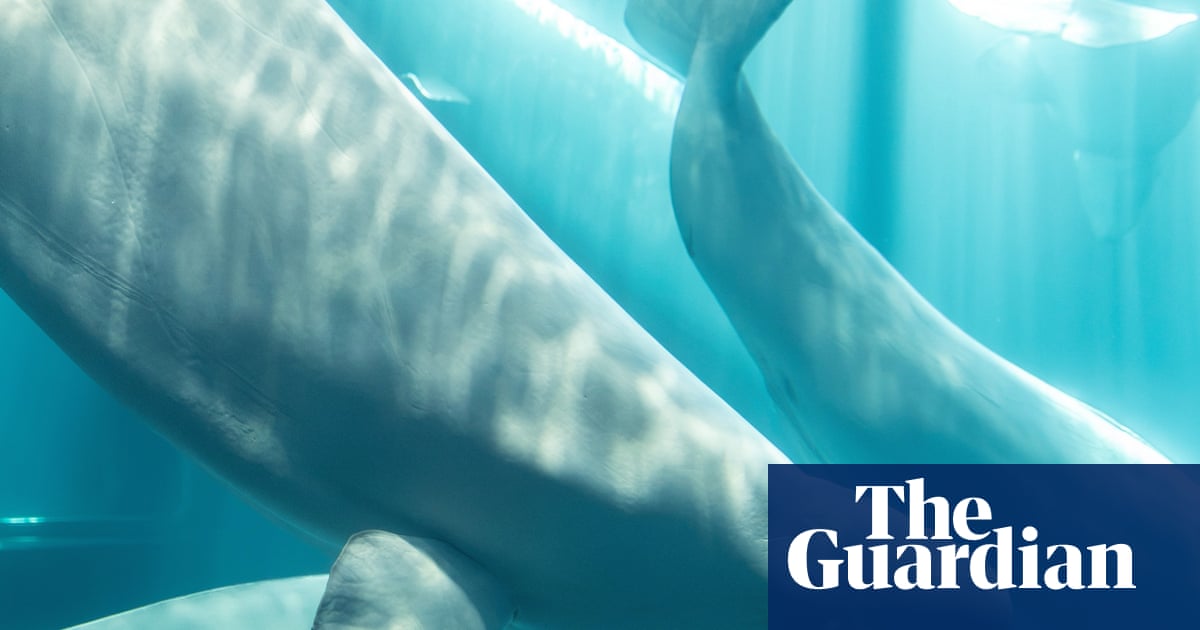 Beluga whale rescued from closed Canadian marine park dies in US | Illinois
