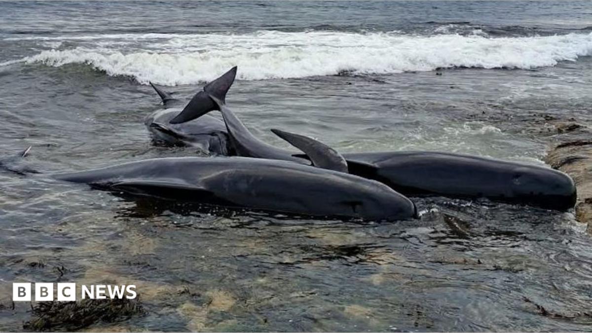 Three small, black whales on their sides in the shallows of the sea. There is water all around them, with sand and seaweed visible underneath.