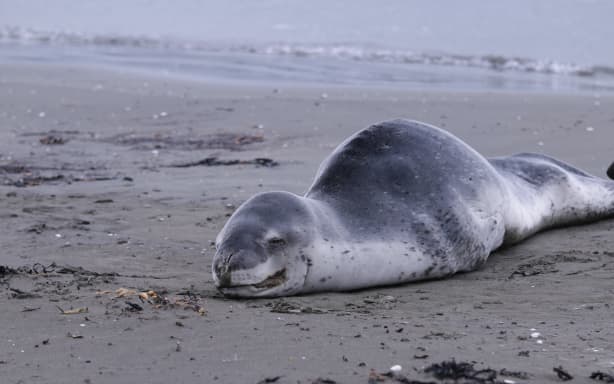 Seal on Petone Beach, 6 September, 2026