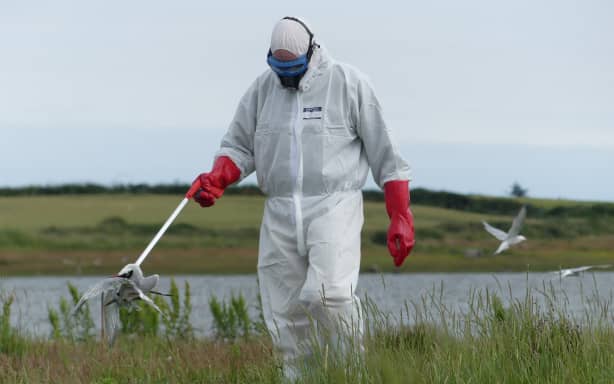 A person in full PPE: a white jump suit, hat, goggles and red rubber gloves, is picking up the body of a small white and grey bird using a litter picker/grabber. The person is walking through long grass, with a lake in the background, and other birds flying behind the figure.