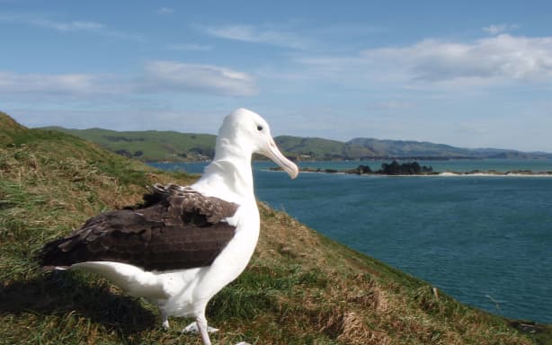 The albatross spends several years away feeding in South American waters before returning to Taiaroa Head to find a mate.