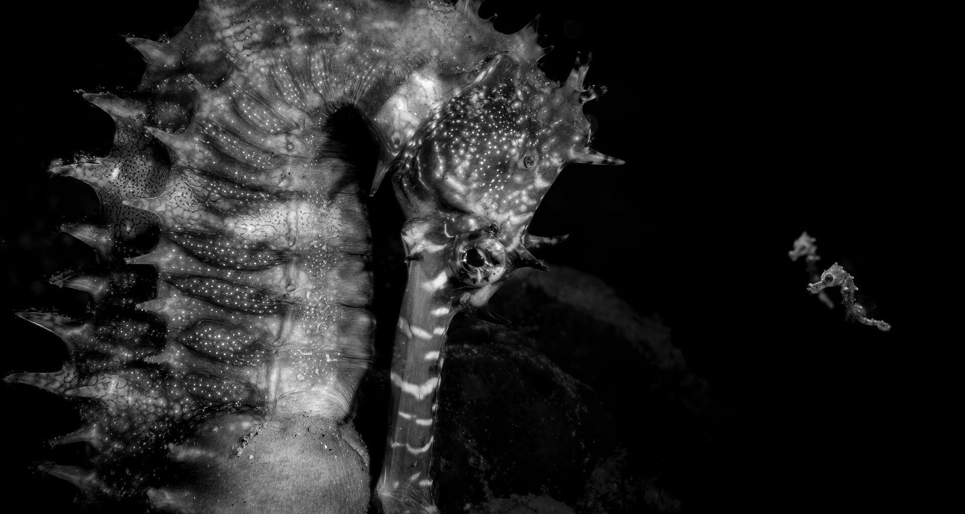 Photo of tiny seahorses gathered around their 'father' after being released into the world wins prestigious award. "We spent countless hours searching in difficult conditions, with no guarantee of finding a single seahorse," says photographer