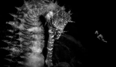 Photo of tiny seahorses gathered around their 'father' after being released into the world wins prestigious award. "We spent countless hours searching in difficult conditions, with no guarantee of finding a single seahorse," says photographer