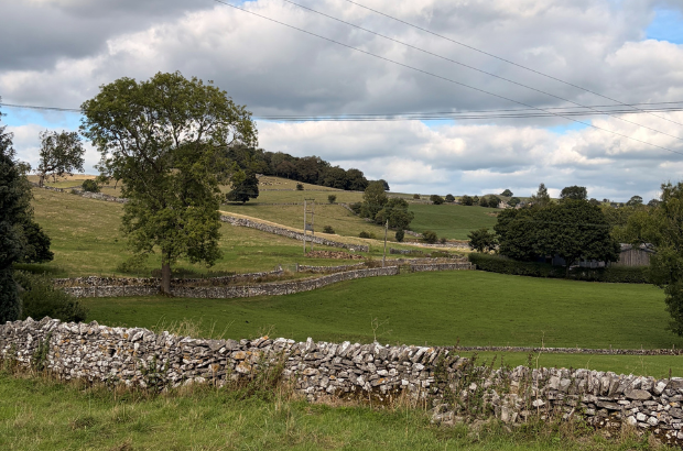 Fields divided by drystone walls and rows of trees in the Peak District