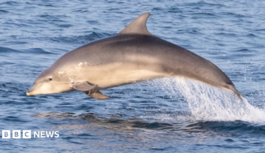 A dolphin jumping out the water