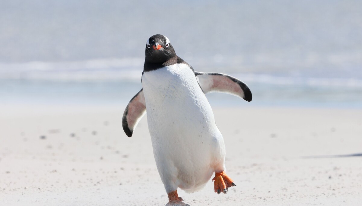 Might as well blame AI for this giant Linux release candidate, says Linus Torvalds