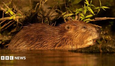 A generic image of a beaver swimming in a river. It has part of its head and body just above the water as it swims. Its brown fur is wet.