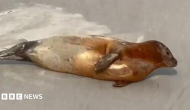 Marmalade the seal on the shore of the Thames