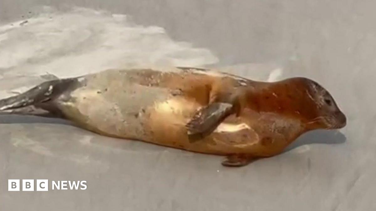 Marmalade the seal on the shore of the Thames